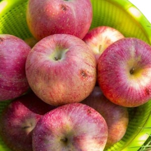 쥬스용 사과 농가 살리기 세척 가정용 흠집 못난이 주스용 10kg