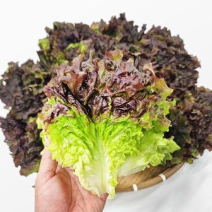 [산지직송] 사계절청년농부 농장직송 신선한 [꽃상추] 적상추 쌈채소 쌈야채 4kg, 1개