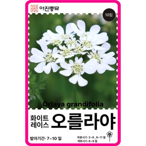오를라야 씨앗 10립 / 올라야 화이트 레이스 꽃씨 몰 다년생 노지월동 야생화 봄 여름 가을