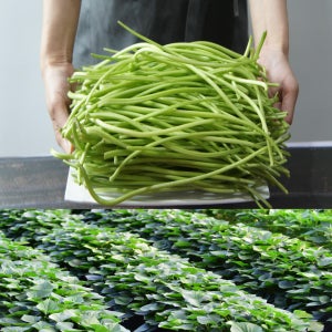 국산 고구마순 고구마줄기1kg 줄거리 데친나물