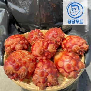 제철 활 멍게 1kg 손질 깐멍게 500g 냉동 멍개 회 통영 산지직송