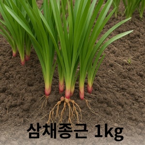 삼채 종근 삼채 뿌리 모종 양 많음 1kg 심는 법