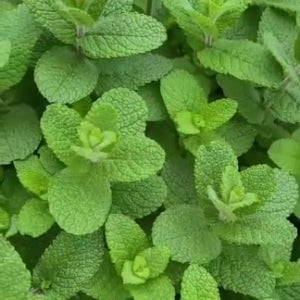 민트잎 친환경 허브 모히또용 애플민트 애플민트생잎 100g