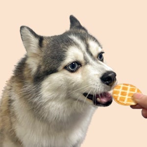 [새해맞이 세일] 콰삭동전쿠키 닭고기&당근