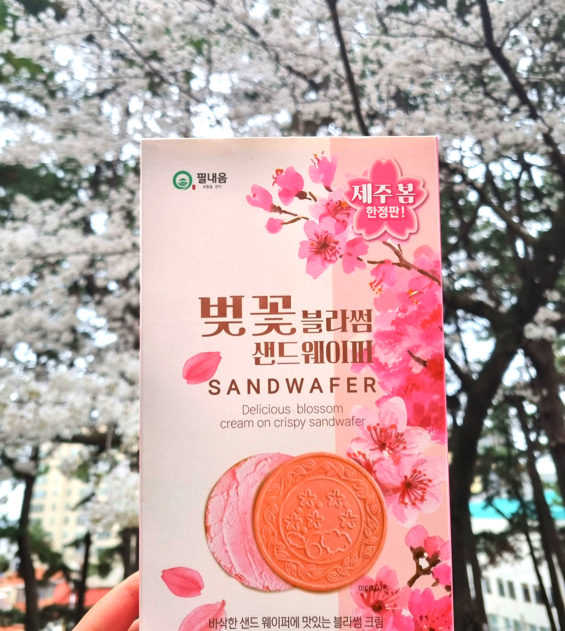 제주 벚꽃 블라썸 샌드웨이퍼 제주봄 한정판