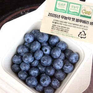 26년수확 국산 블루베리 1kg 무농약 햇블루베리 영동 생블루베리 생과