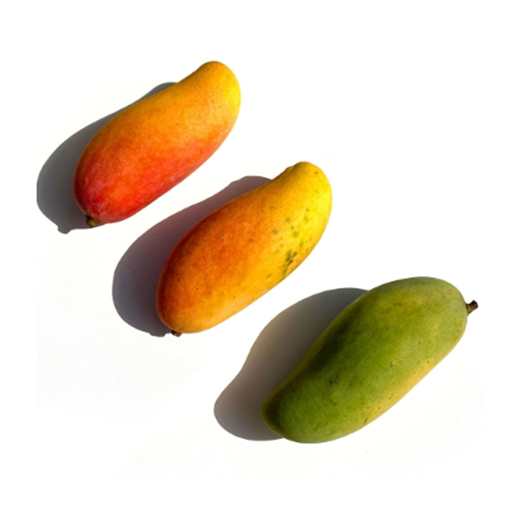 프리미엄 마하차녹 알록달록 무지개 망고 달콤골드와 애플망고 사이