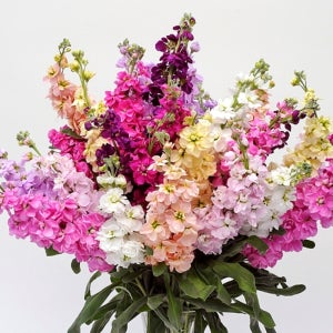 스토크 씨앗 100립 / 기모노 믹스 14색상 겹꽃 꽃씨 몰 고급 종자 절화용 [아진종묘]