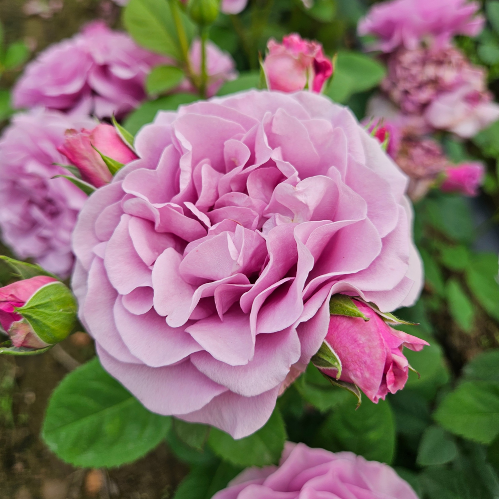 테라 림부르지아(Terra Limburgia) 벨기에 사계 정원 장미 (비닐포트묘 / 화분묘 선택)