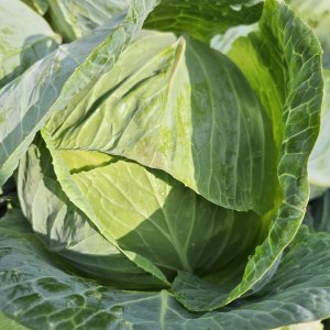 산지직송 유기농 햇 양배추 3kg, 4kg, 5kg