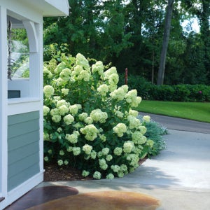 컬러초이스 목수국 리틀라임 30cm 나무 묘목 관상수 특묘