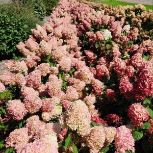 컬러초이스 목수국 핑카츄 30cm 관상수 특묘 JB