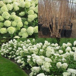 라임라이트 흰색수국 묘목목수국