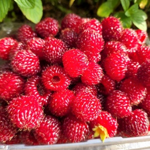 산지직송 첫 수확 친환경 무농약 생 산딸기 500g 1kg 가정용 실속형 다이어트 과일