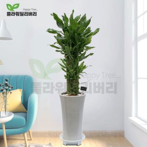 황금죽 개업화분 당일꽃배달 축하 화분 사무실 이전 병원개원 오픈기념