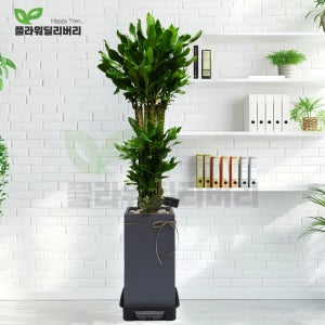 대형황금죽 개업화분 당일꽃배달 축하 고급화분 사무실 이전 병원개원 기념