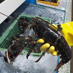 항공직송 캐나다 활 랍스터 500g 1kg 2kg 랍스타 바닷가재
