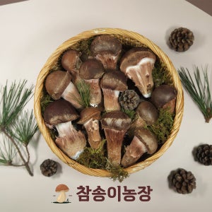 참송이버섯 최상급 농장직송 국내산 송이버섯 1kg 500g 300g 가정용 업소용 선물용
