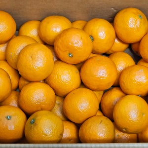 제주 카라향 감귤 야채도사 당도보증