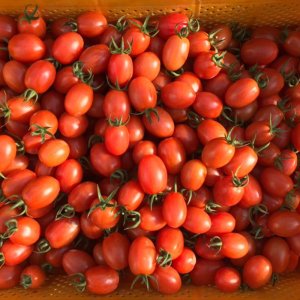 [오늘출시] 대추 방울 자일리톨 토마토 컬러 흑 루비벨 1kg 2kg
