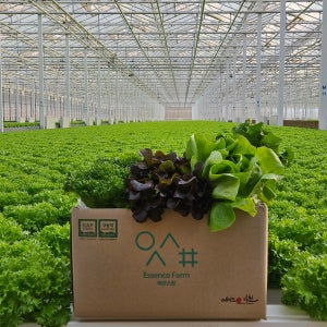 무농약 GAP 유러피안 샐러드 야채 모듬1kg 모듬쌈 샐러드채소 버터헤드 크리스탈 로메인