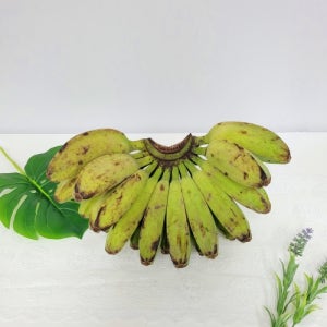 프리미엄 그린사바 바나나 달콤하고 쫀득한 식감 10kg, 1개