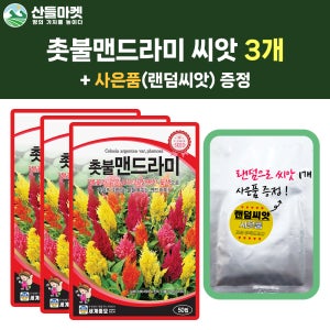 산들마켓 촛불맨드라미 씨앗 50립 맨드라미 꽃씨 3개+랜덤 씨앗 1개 증정