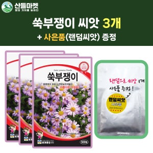 산들마켓 쑥부쟁이 씨앗 500립 쑥부쟁이 꽃씨 3개+랜덤 씨앗 1개 증정