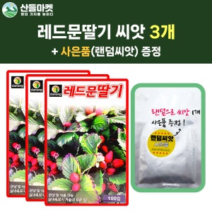 산들마켓 레드문딸기 씨앗 100립 딸기씨 종자 3개+랜덤씨앗1개 증정