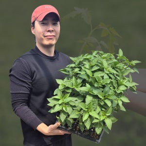 복합내병계 크고 강렬한맛 큰 청양고추 50구