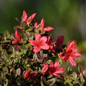 상상정원 영산홍 철쭉나무 묘목 - 분묘 (10주 1묶음)