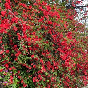 명자나무 개화주