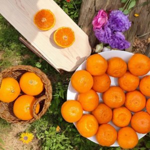 제주 카라향 산지직송 가정용 선물용 10kg
