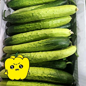 프레치 국산 다대기오이 백오이 특품 1kg, 1개