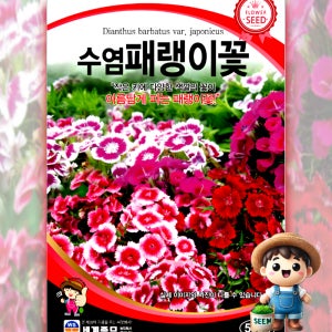 수염패랭이꽃 500립 원예 관상 조경 화단 용 꽃 씨 씨앗 종자 세계종묘