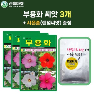 산들마켓 부용화 씨앗 100립 부용화 꽃씨 3개+랜덤 씨앗 1개 증정