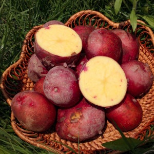 국내산 쫀득 쫀득 포슬 포슬한 카스테라 수미 두백 홍감자 히카마 소 중 대 특 특대 1.5kg, 3kg, 5kg, 10kg