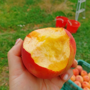 경북의성 산지직송 고당도 황도 복숭아 매향 수향 수황 조단장 과육팡팡 달콤한복숭아