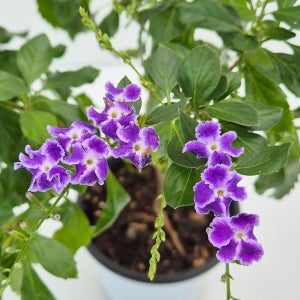 아비가든 발렌타인자스민 중대품 초콜릿향 자스민 (꽃있음)