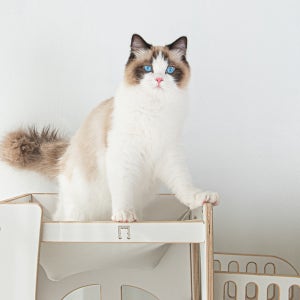 [ 프리미엄 켓타워! 냥이캐슬 해먹형 ] 천국의 계단 틈새공간 활용 코너 모서리 창문 특화형 냥이 아파트 스트래쳐 해먹