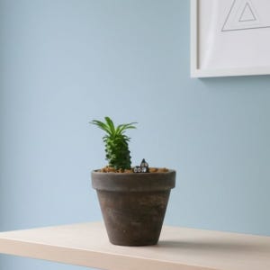 괴마옥 다육이 반려식물 키우기 플랜트메이트