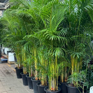 생화 아레카야자 포트 서울경기 대형 공기정화식물 서울꽃시장 고터농원