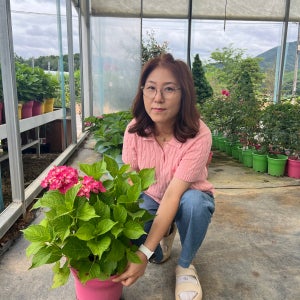 엔들레스썸머 수국나무 꽃나무 화분 개화주