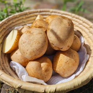 산지직송 햇감자 수미 감자 2kg / 강원도 전북 경상도