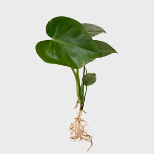 메이크정글 공기정화 수경재배 흙 세척 식물 몬스테라