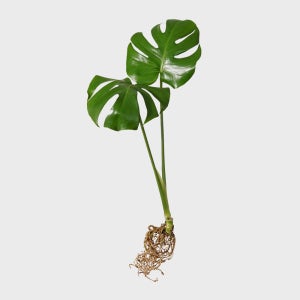 메이크정글 공기정화 수경재배 흙 세척 식물 몬스테라(중품)