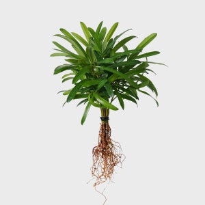 메이크정글 공기정화 수경재배 흙 세척 식물 나한송