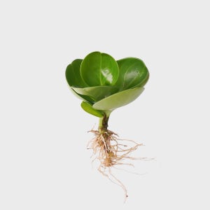 메이크정글 공기정화 수경재배 흙 세척 식물 청페페