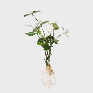 메이크정글 공기정화 수경재배 흙 세척 식물 오색마삭줄