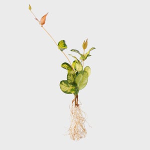 메이크정글 공기정화 수경재배 흙 세척 식물 황금마삭줄